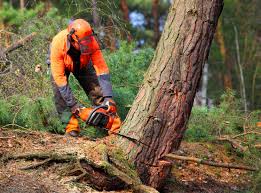 Best Leaf Removal  in Summerlin South, NV